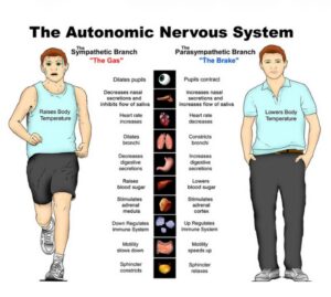 Metabolic Medicine, an illustrated diagram showing the autonomic nervous system